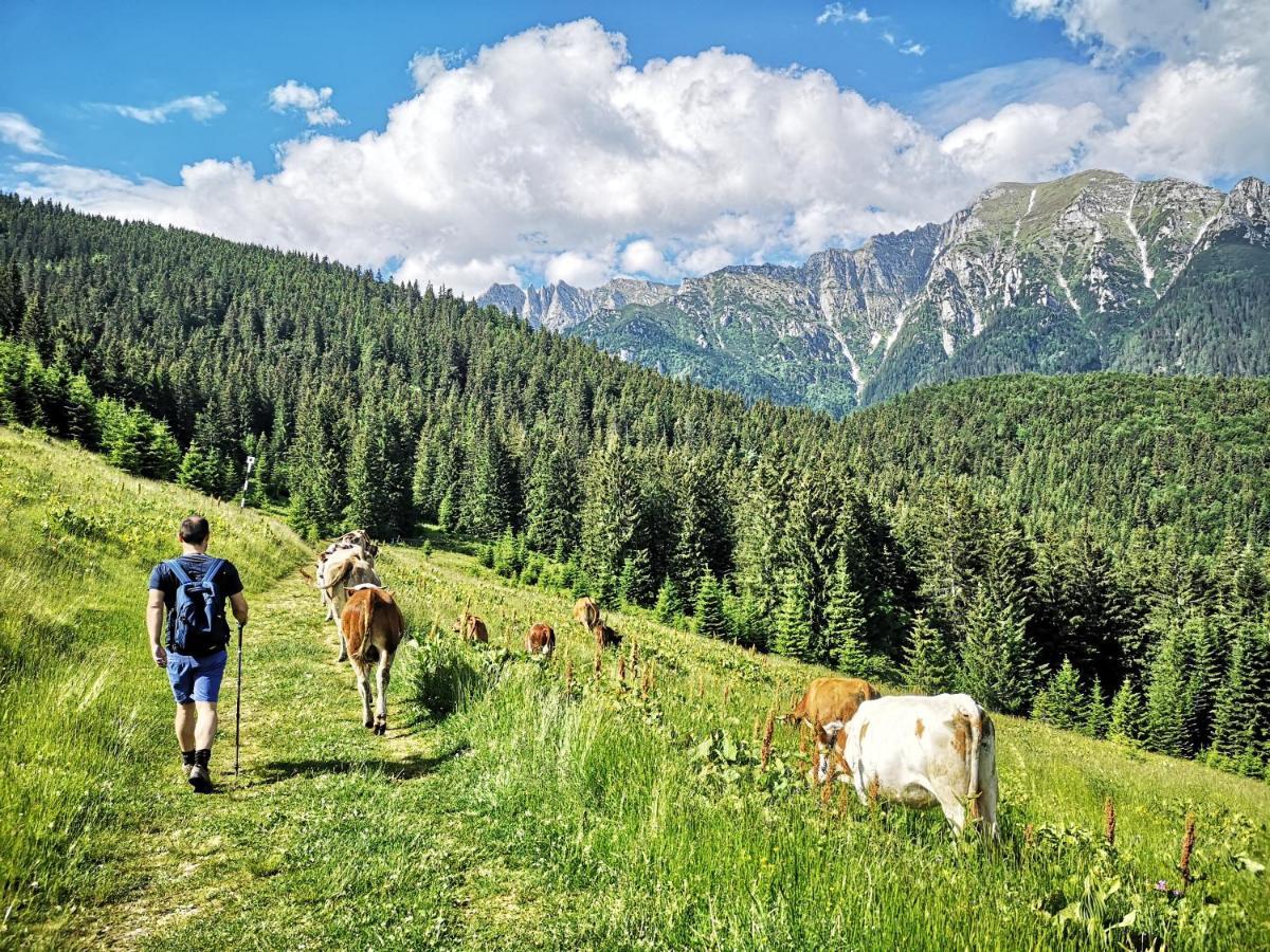 Mountain Lodge Rîşnov المظهر الخارجي الصورة