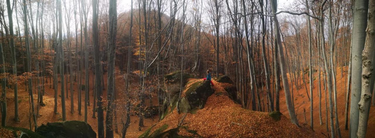 Mountain Lodge Rîşnov المظهر الخارجي الصورة